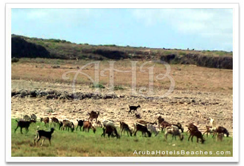 Arikok National Park6