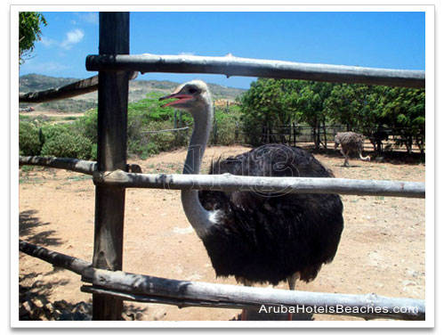 Aruba Ostrich Farm