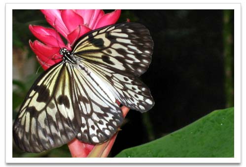 metamorphosis of a butterfly. Butterfly On A Flower